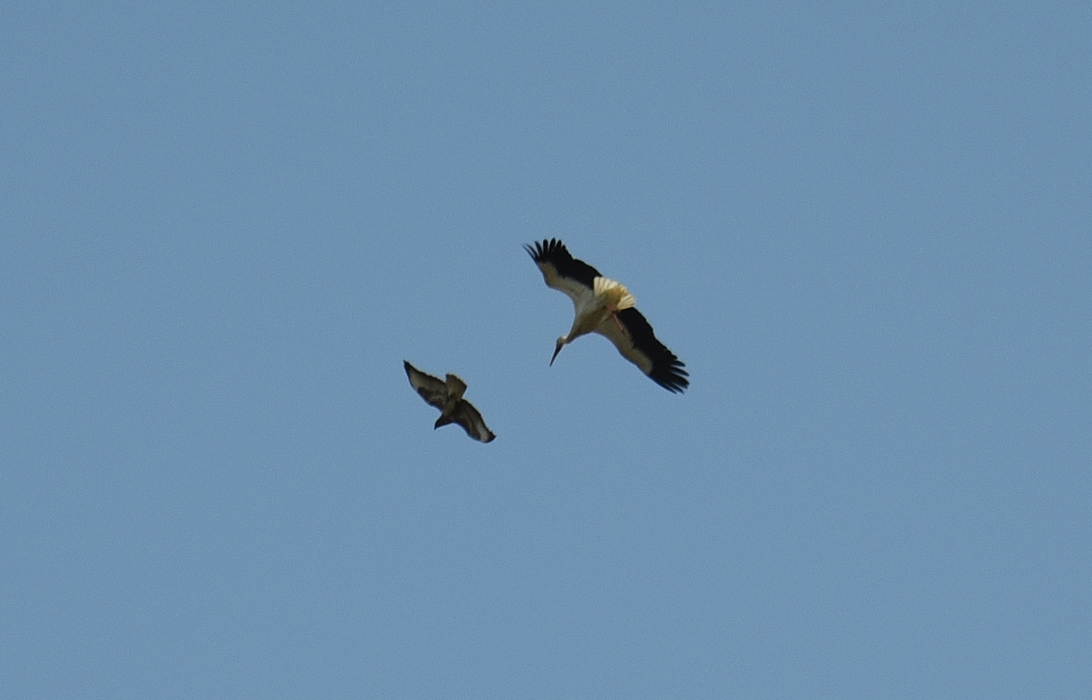 Storchen-Kampf_09a: Bussard