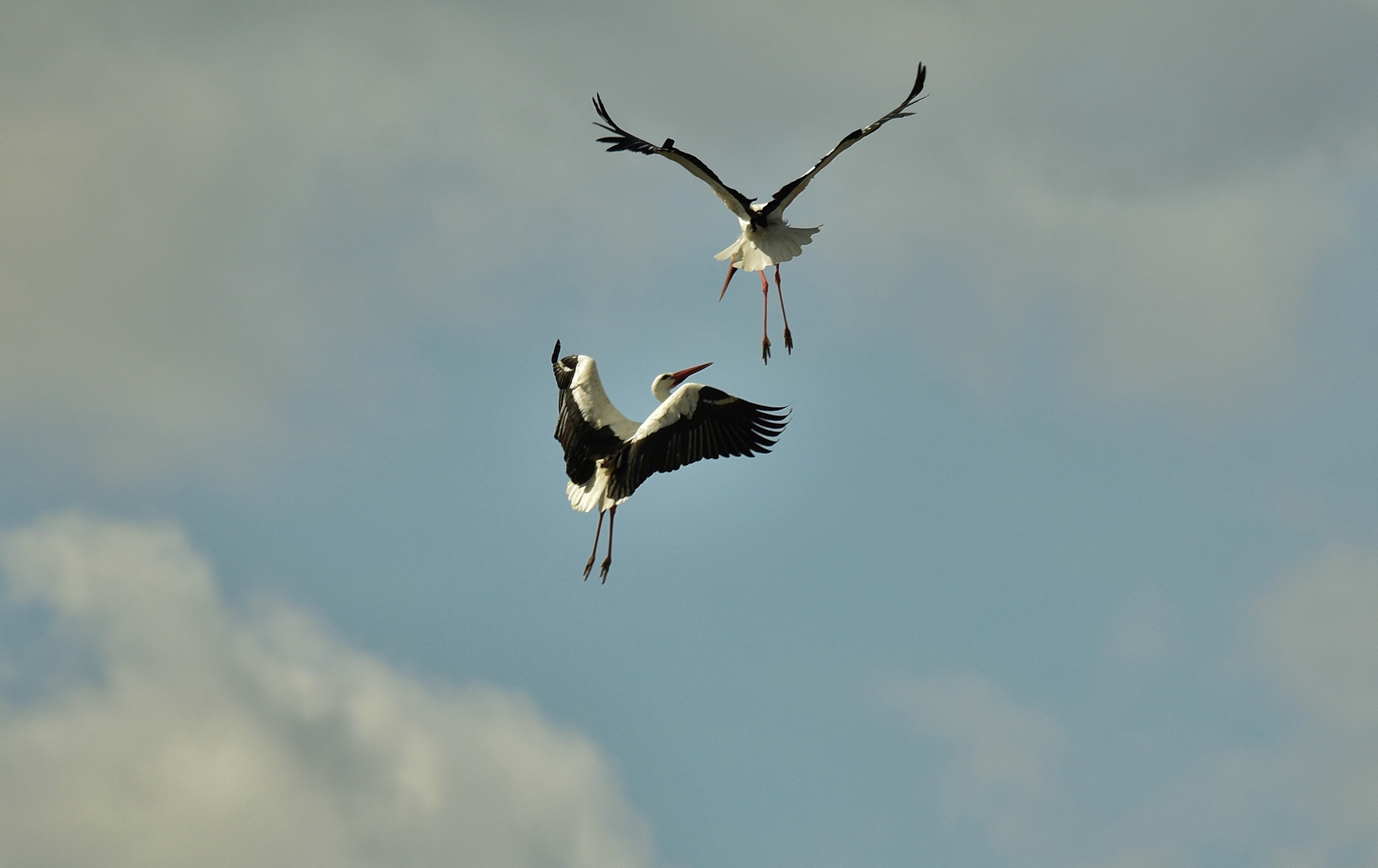 Storchen-Kampf_10: Nest verteidigen 