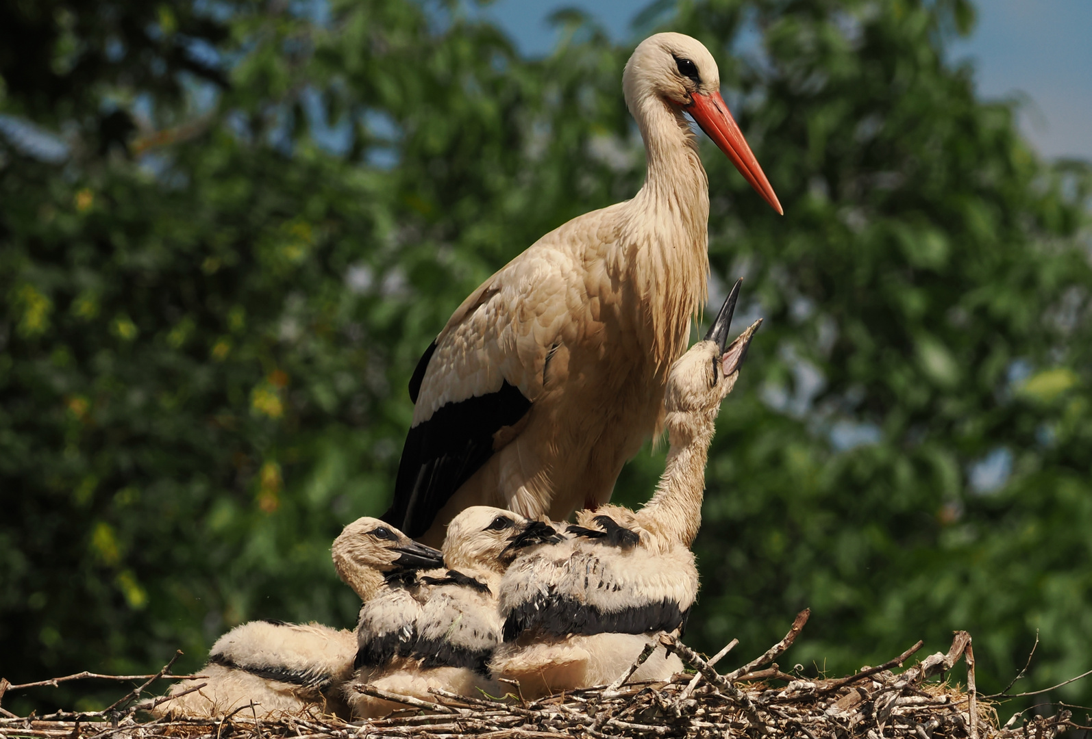 Storchen Mama oder Papa mit Jungen