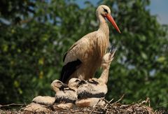 Storchen Mama oder Papa mit Jungen