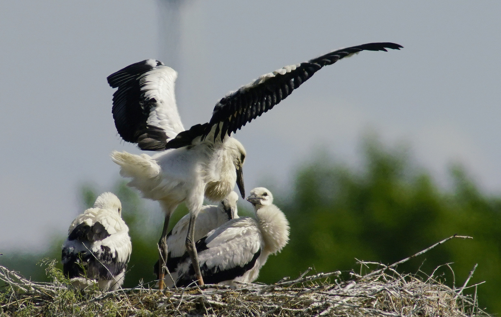 Storchen Nachwuchs.