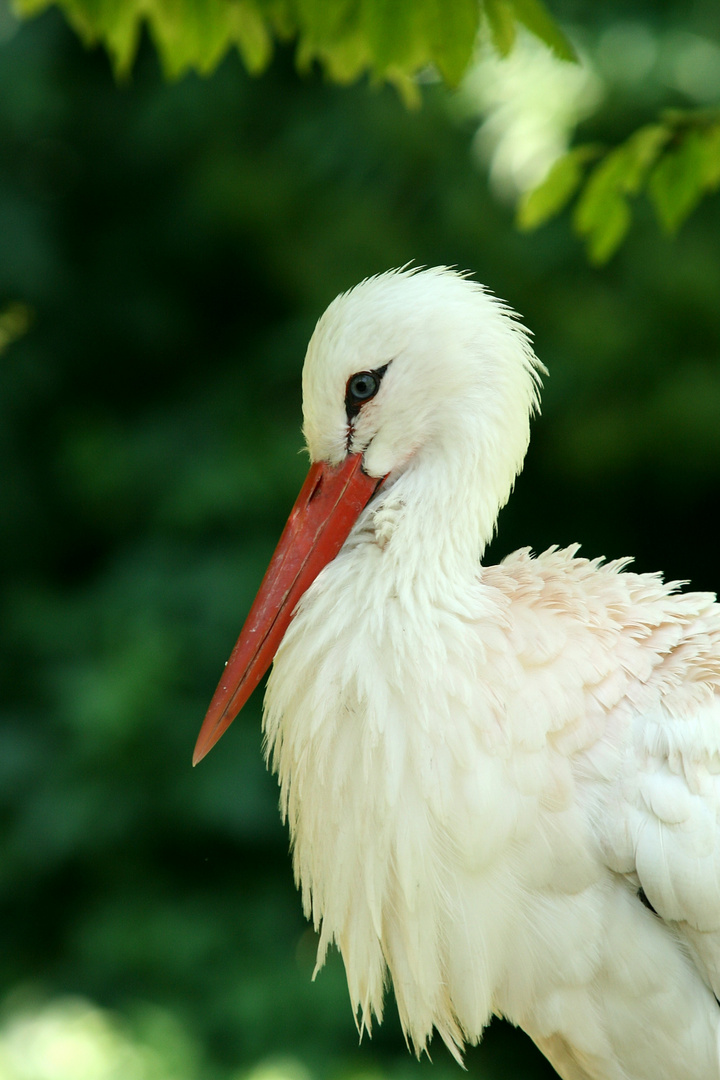 Storchen Portrait