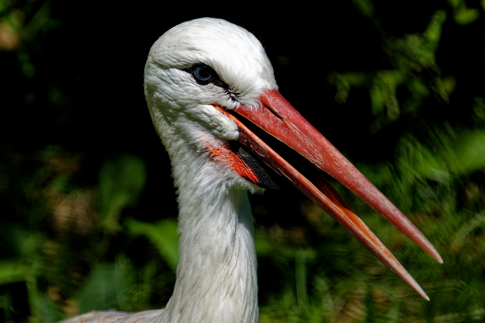 Storchen Portrait 