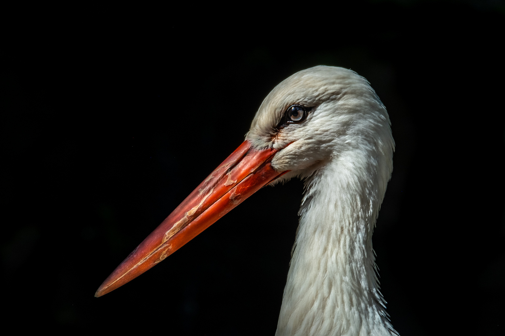 Storchen-Portrait