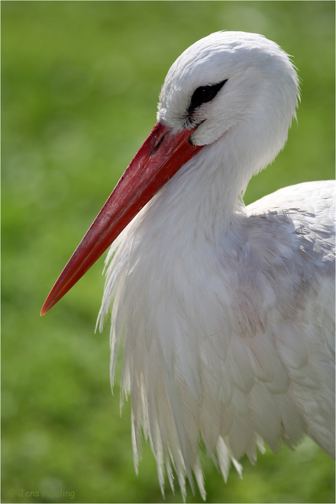 Storchen Portrait im Gegenlicht