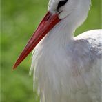 Storchen Portrait im Gegenlicht