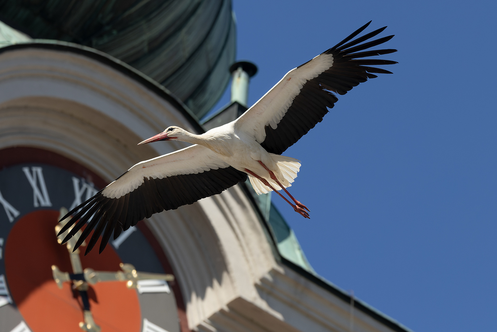 Storchen-Überflug