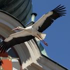 Storchen-Überflug