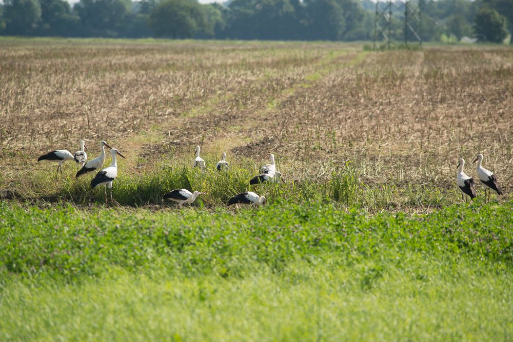 Storchenauflauf