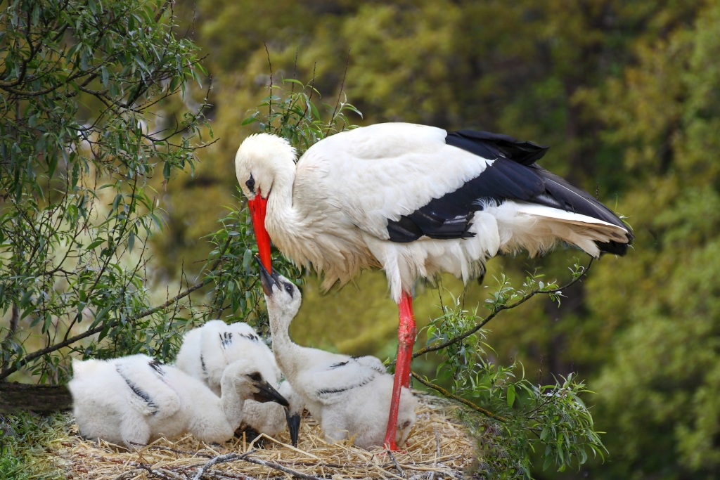 Storchenbabys Foto & Bild tiere, storchenbaby, natur Bilder auf