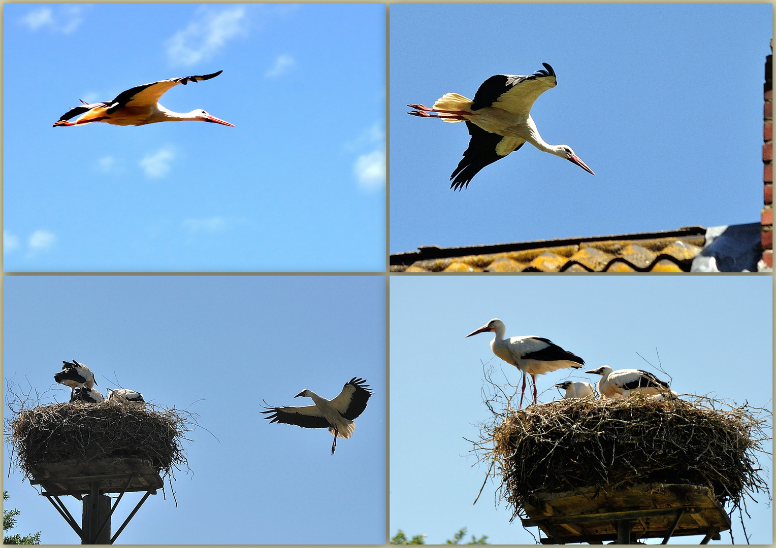 Storchenfamilie