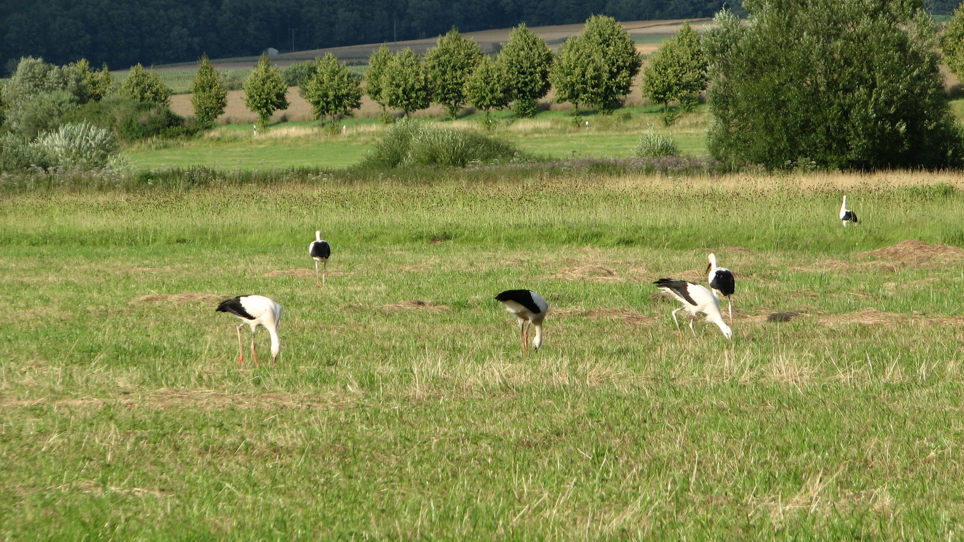 Storchenfamilie