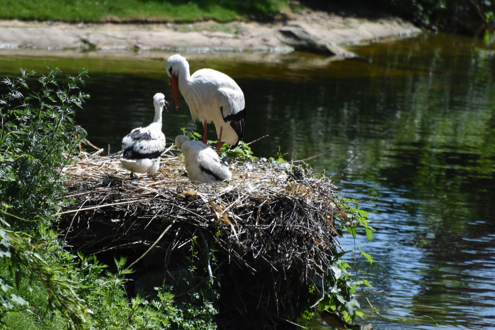 Storchenfamilie