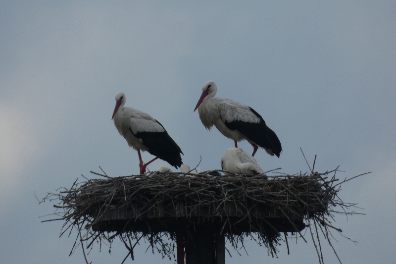 Storchenfamilie am Niederwerrieser Weg in Hamm