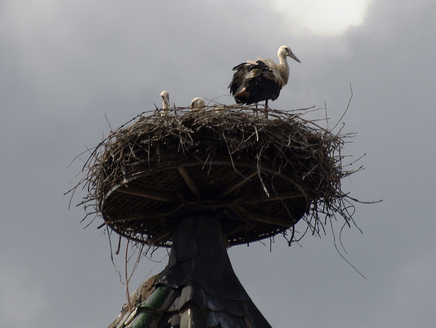 Storchenfamilie auf dem Strassburger Münster