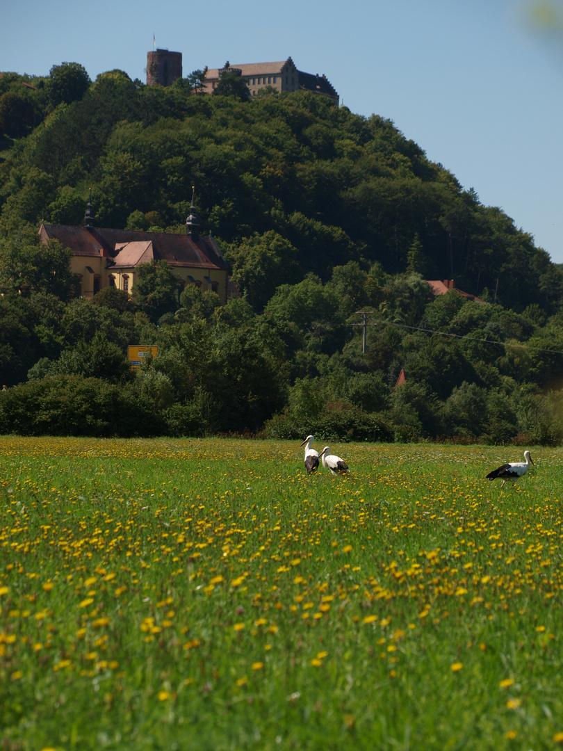 Storchenfamilie aus Hammelburg