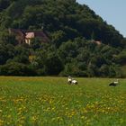 Storchenfamilie aus Hammelburg