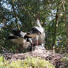 Storchenfamilie beim Begrüßen