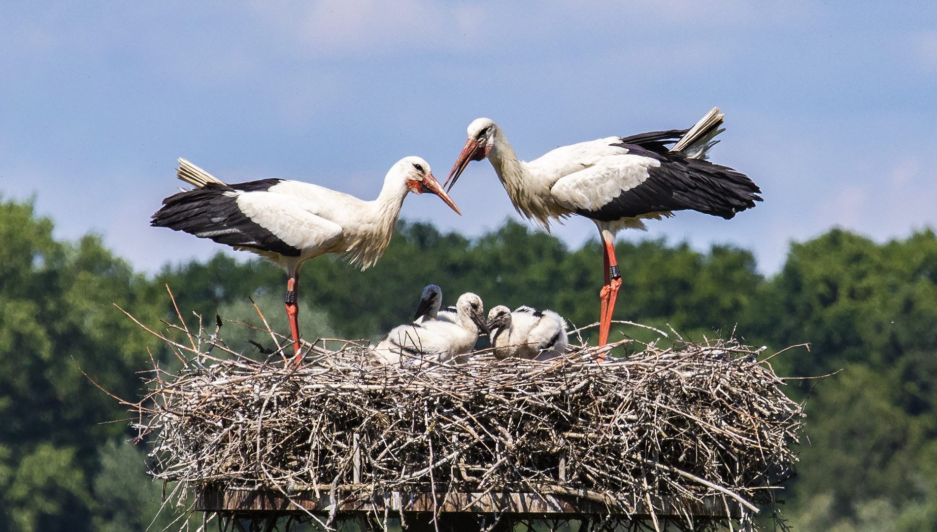 Storchenfamilie