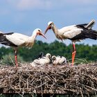 Storchenfamilie