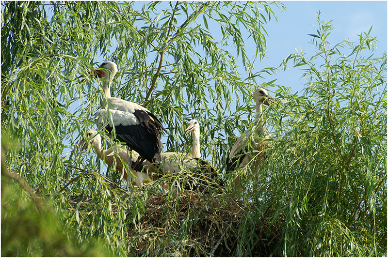 Storchenfamilie hat sich in einer Weide niedergelassen