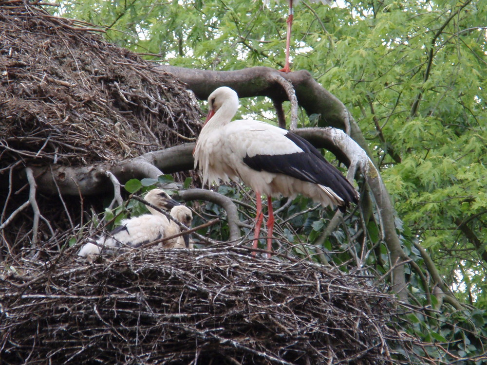 Storchenfamilie im Tierpark