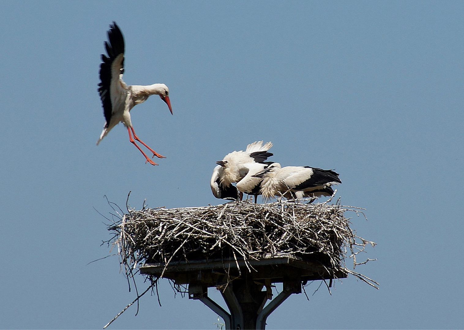 Storchenfamilie in Bislich am Niederrhein