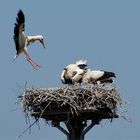 Storchenfamilie in Bislich am Niederrhein