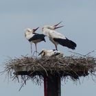 Storchenfamilie in der Hammer Lippeaue