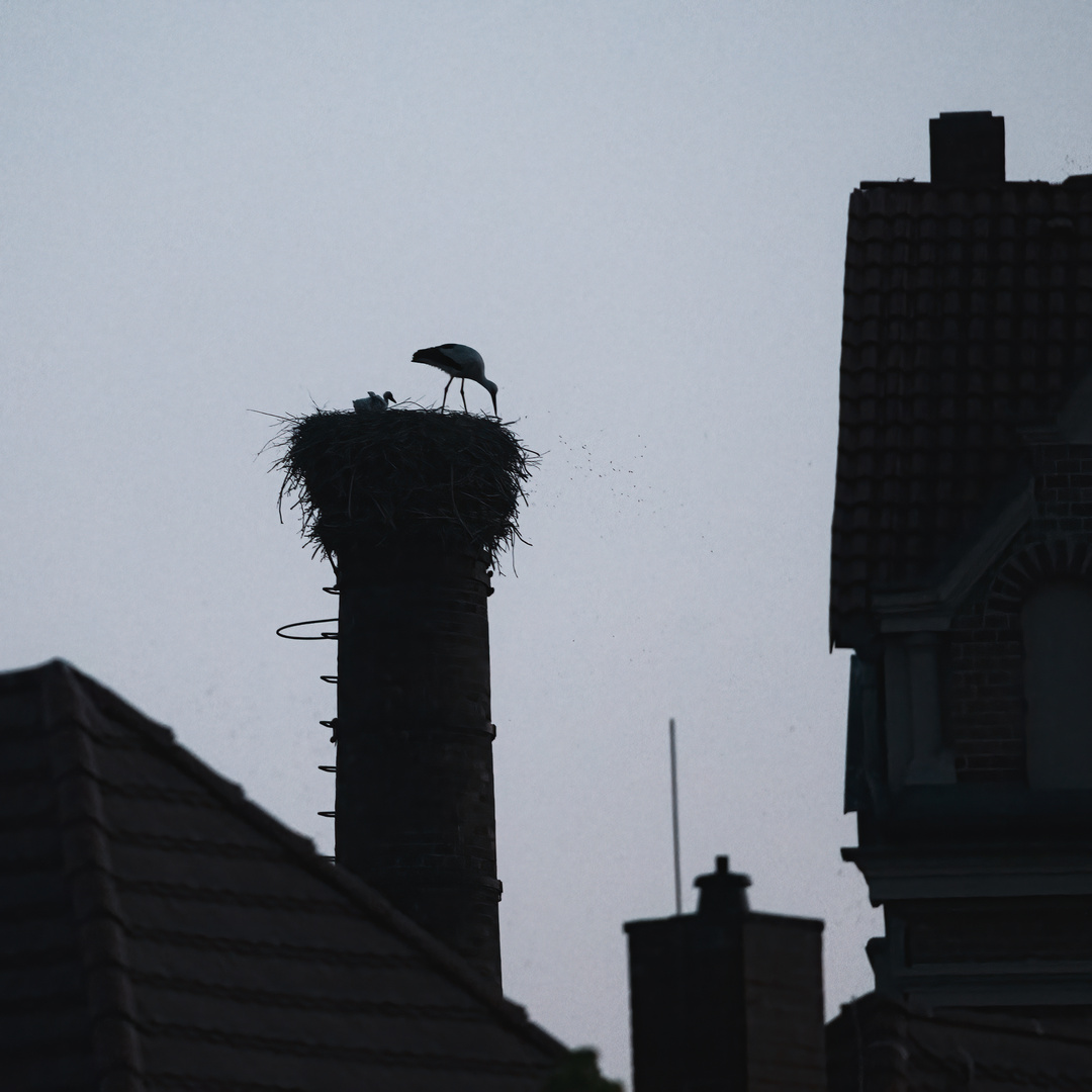 Storchenfamilie in der Stadt