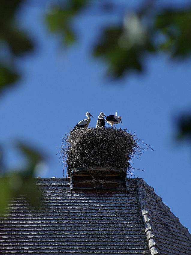 Storchenfamilie in Werben / Elbe