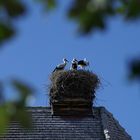 Storchenfamilie in Werben / Elbe