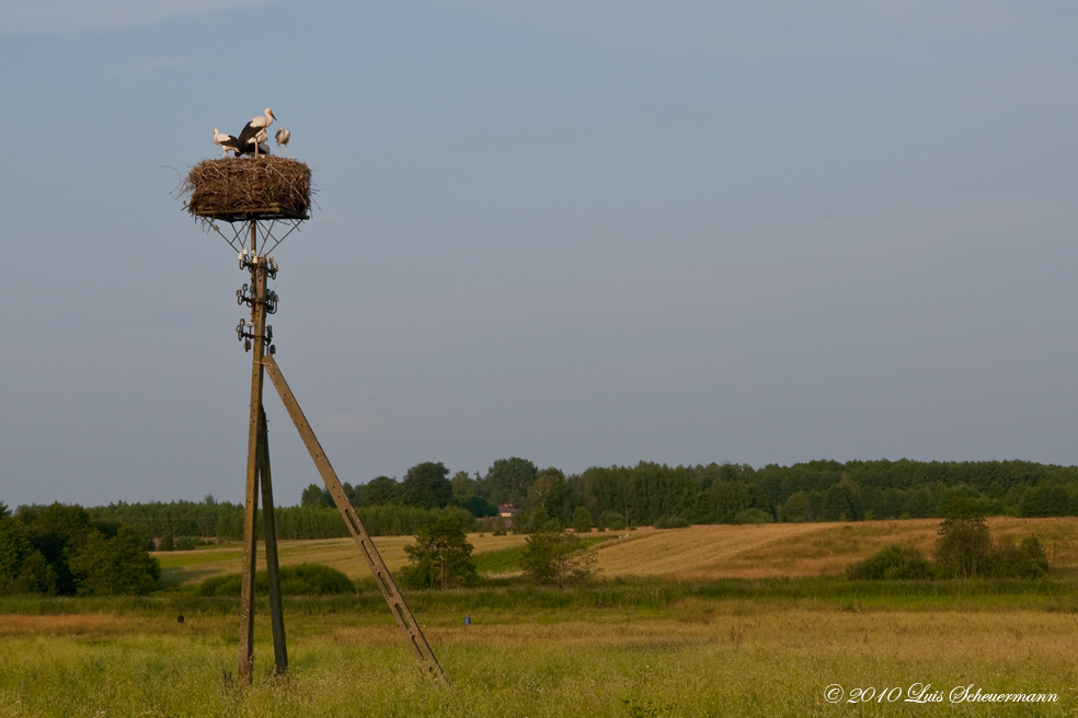 Storchenfamilie vor dem Abflug