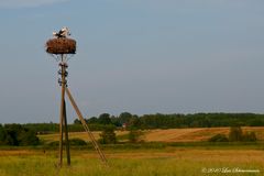 Storchenfamilie vor dem Abflug