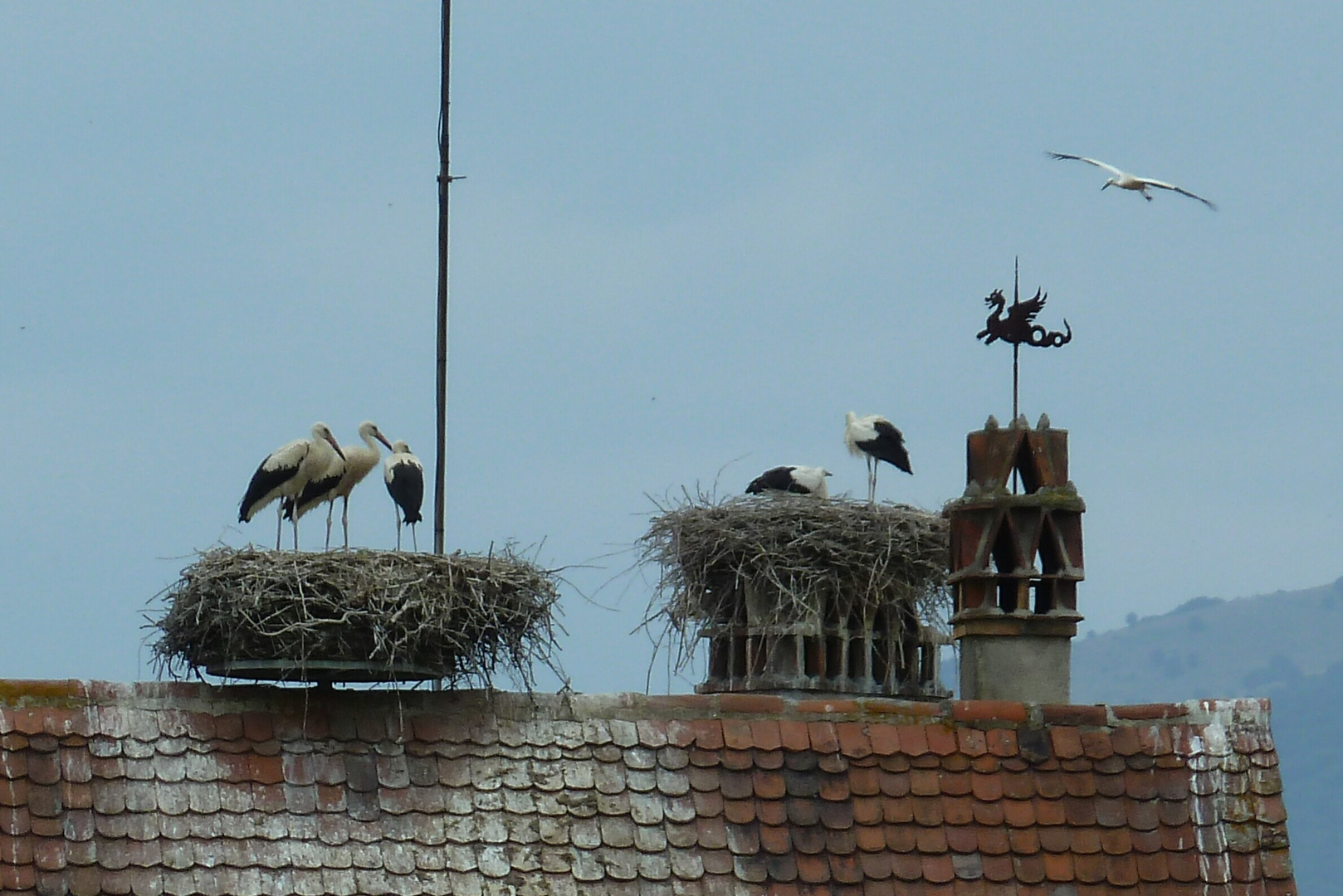 Storchenfamilien