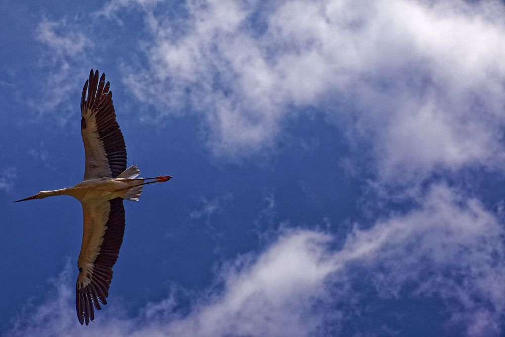 Storchenflug Foto & Bild | natur, flug, vögel Bilder auf fotocommunity