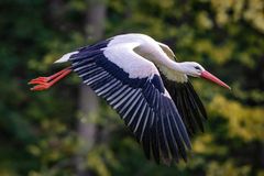 ~ STORCHENFLUG ~