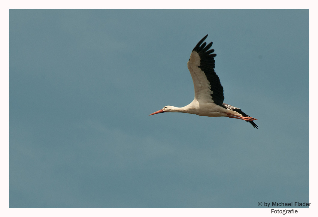 Storchenflug 1