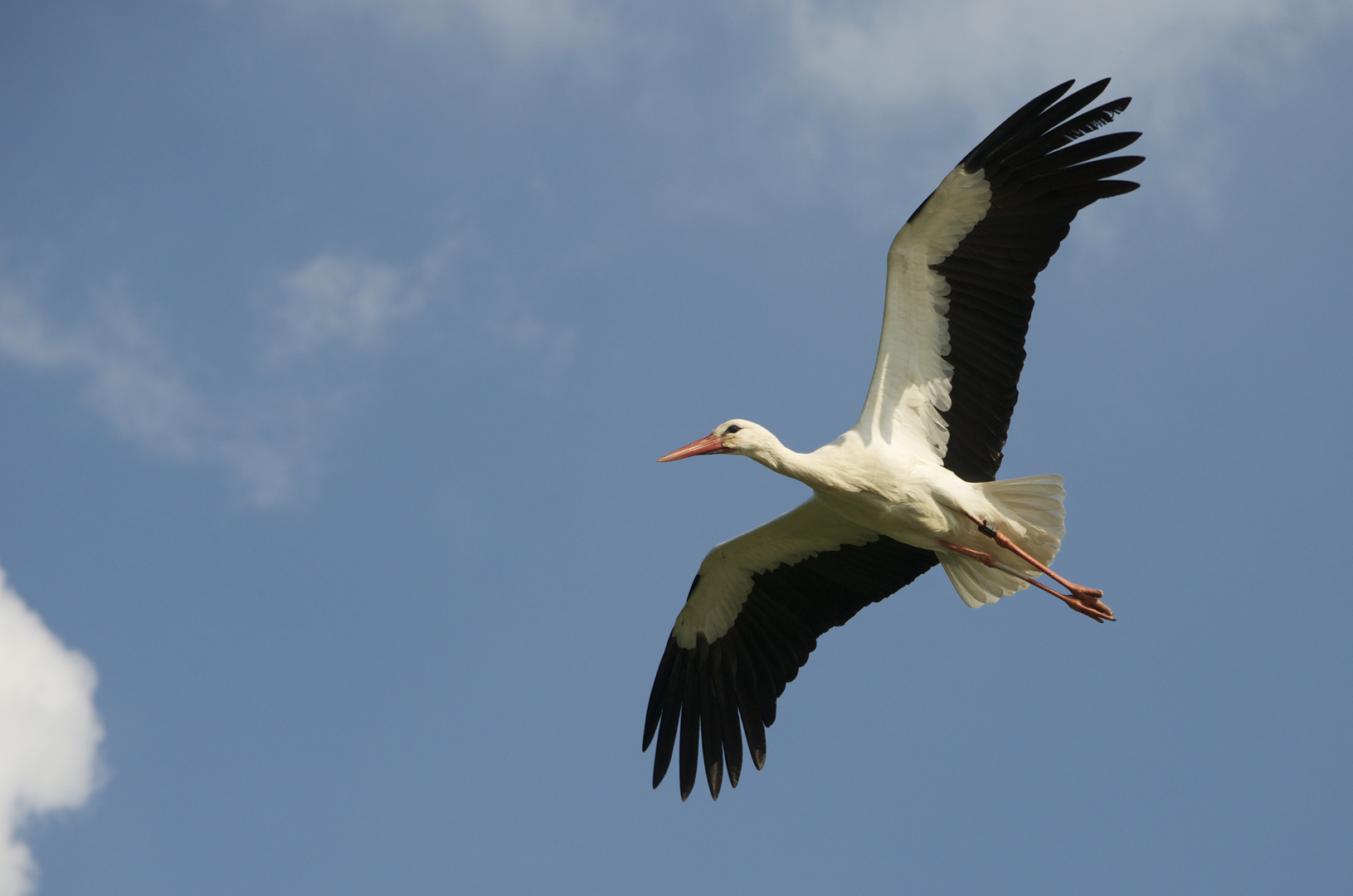 Storchenflug