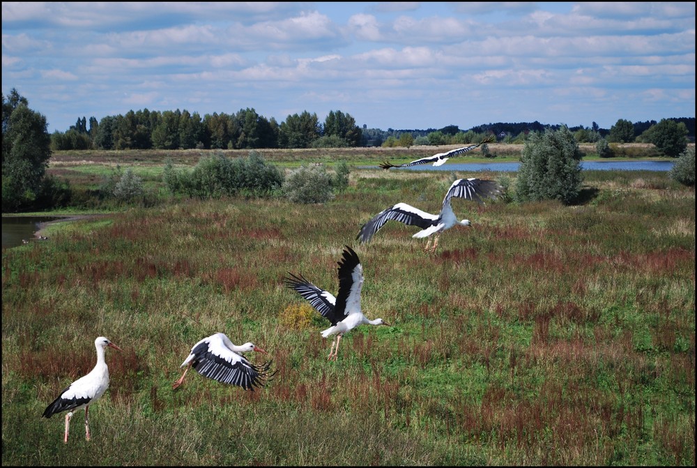 Storchenflug