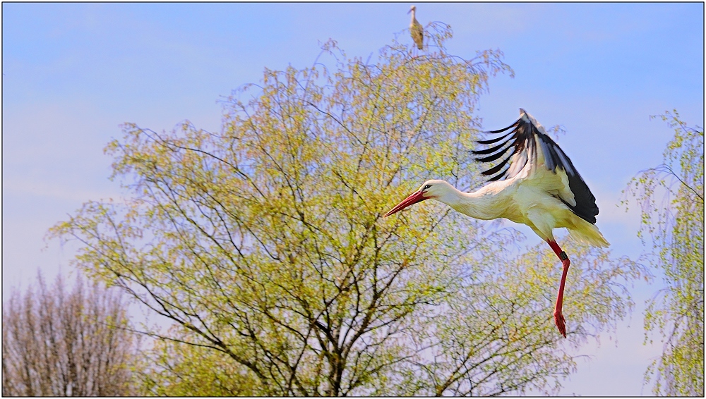 ... Storchenflug ...