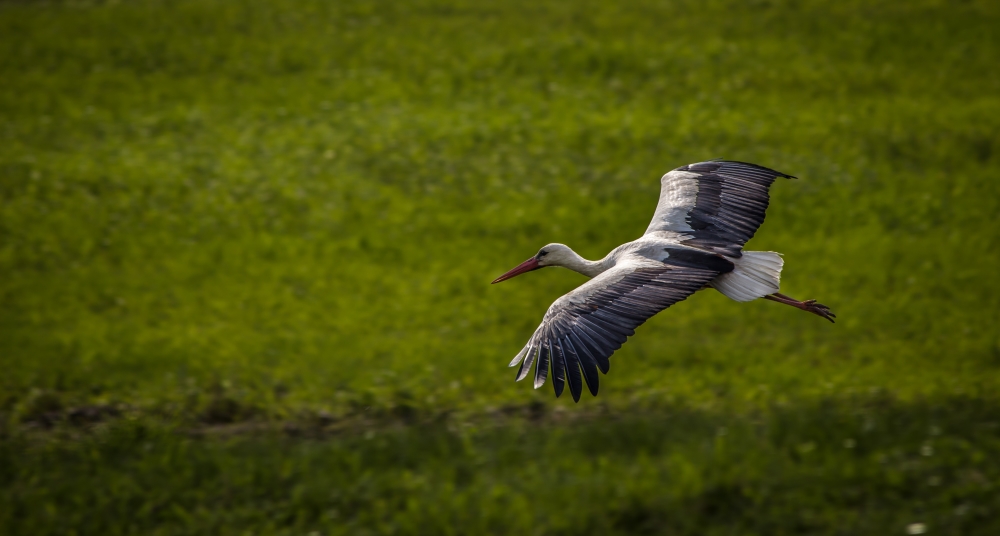 Storchenflug