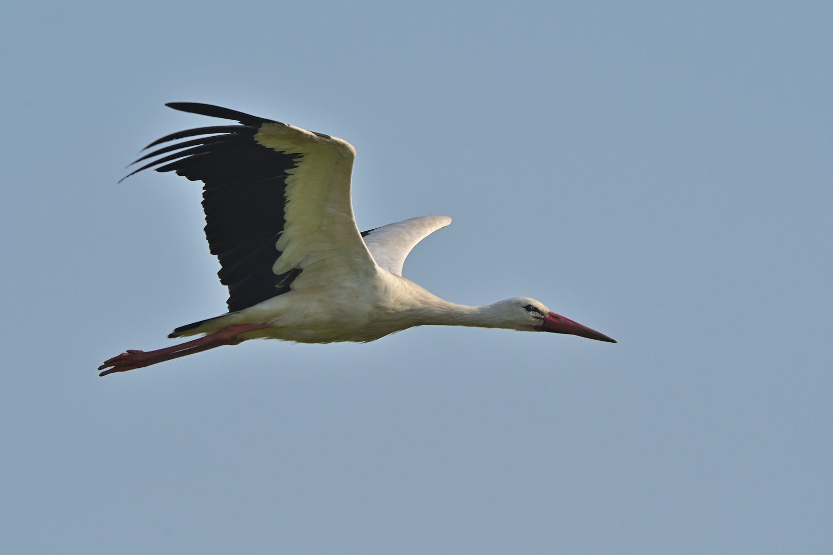 Storchenflug