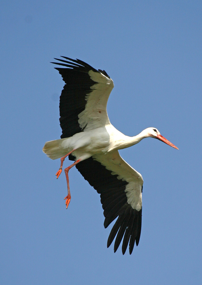 Storchenflug