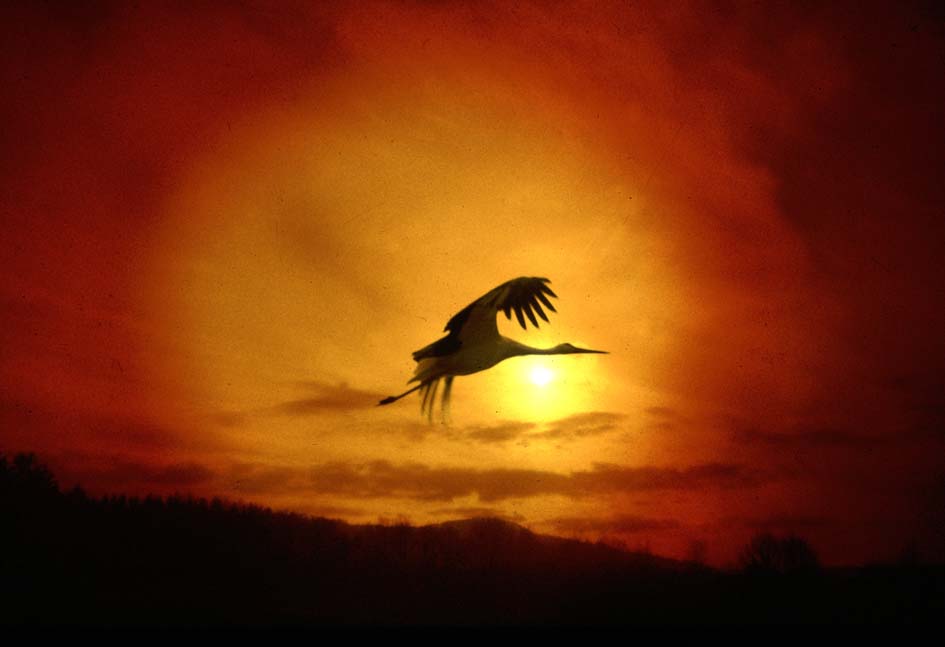 Storchenflug Foto & Bild | archiv digitalphoto, 02 04: die farbe orange