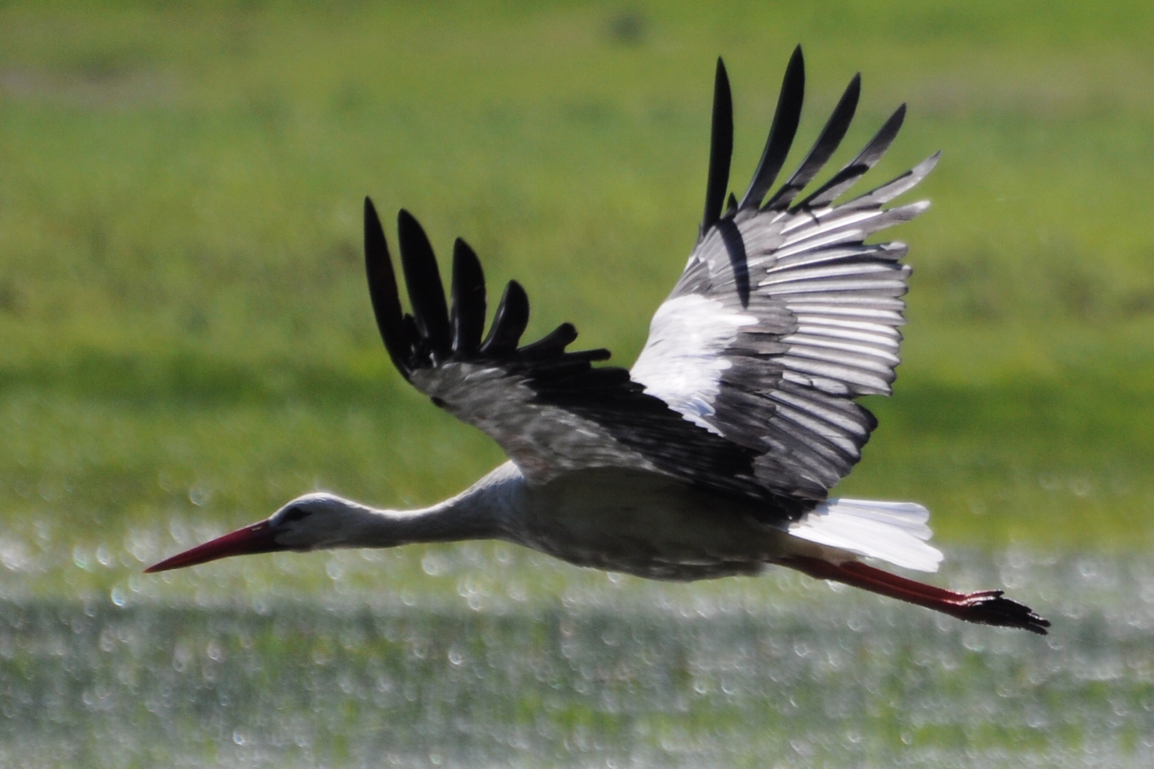 Storchenflug