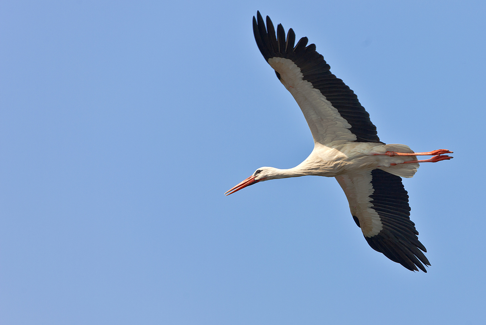 Storchenflug