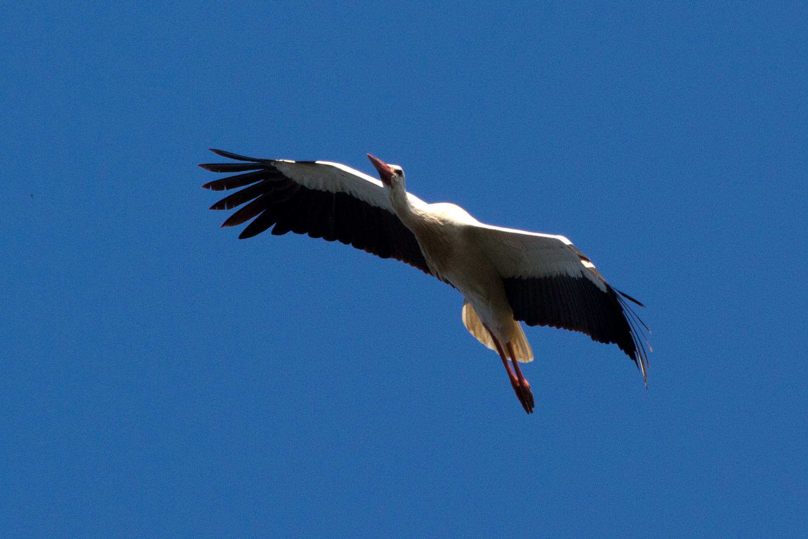 Storchenflug