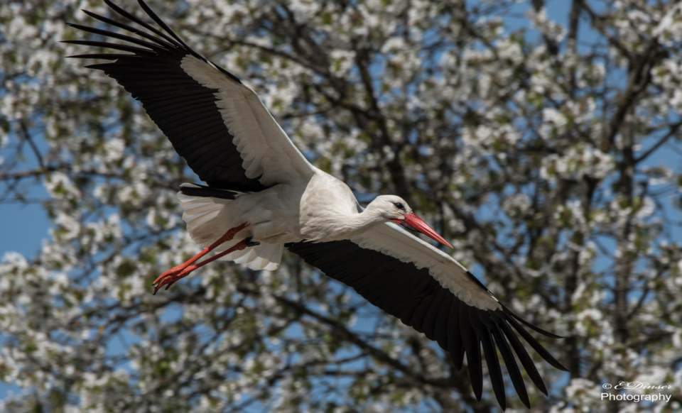 Storchenflug