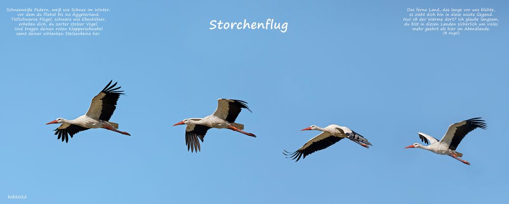 STORCHENFLUG